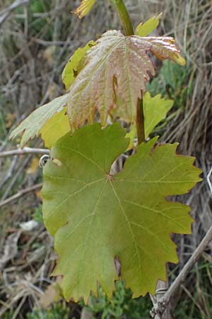 Vitis spec1 ? \ Weinrebe / Grape, Kefalonia/Cephalonia Paralia Thomas 21.4.2024