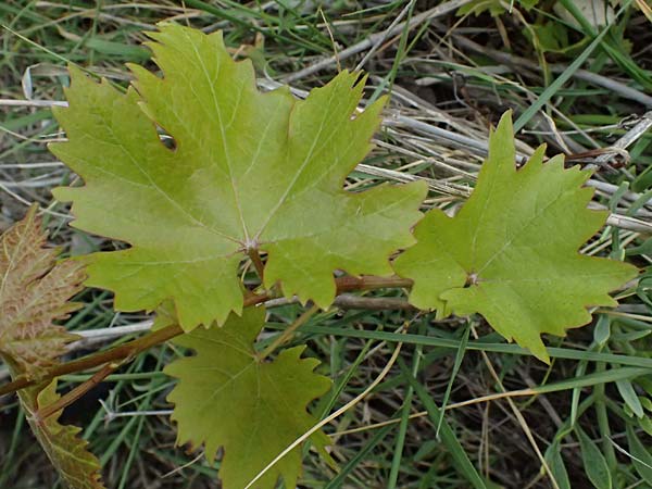 Vitis spec1 ? \ Weinrebe / Grape, Kefalonia/Cephalonia Paralia Thomas 21.4.2024