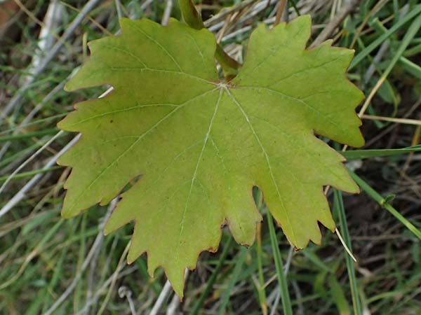 Vitis spec1 ? \ Weinrebe / Grape, Kefalonia/Cephalonia Paralia Thomas 21.4.2024