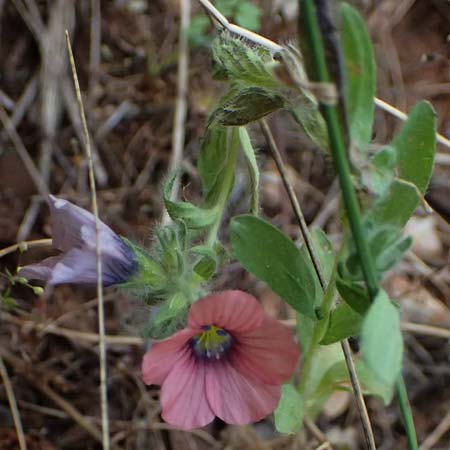 Linum pubescens \ Behaarter Lein / Hairy Pink Flax, Kefalonia/Cephalonia Chavdata 15.4.2024