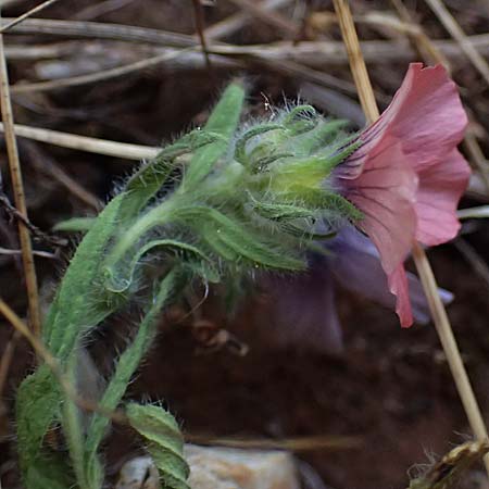 Linum pubescens \ Behaarter Lein / Hairy Pink Flax, Kefalonia/Cephalonia Chavdata 15.4.2024