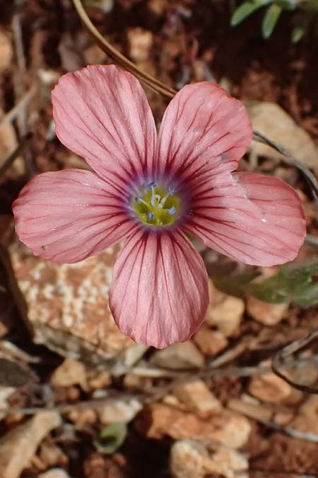 Linum pubescens \ Behaarter Lein / Hairy Pink Flax, Kefalonia/Cephalonia Chavdata 15.4.2024