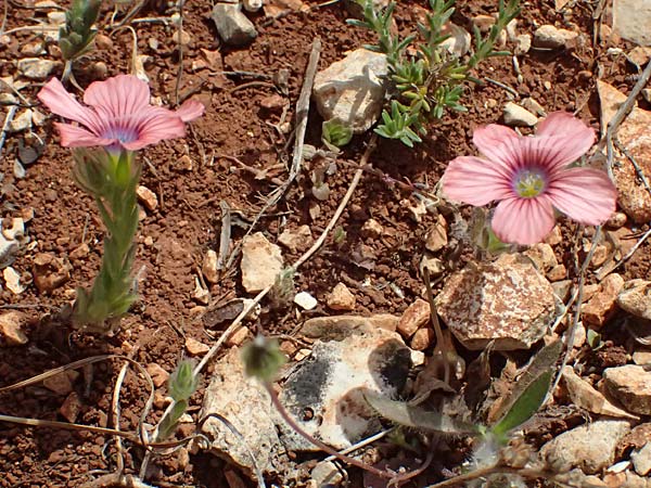 Linum pubescens \ Behaarter Lein / Hairy Pink Flax, Kefalonia/Cephalonia Chavdata 15.4.2024
