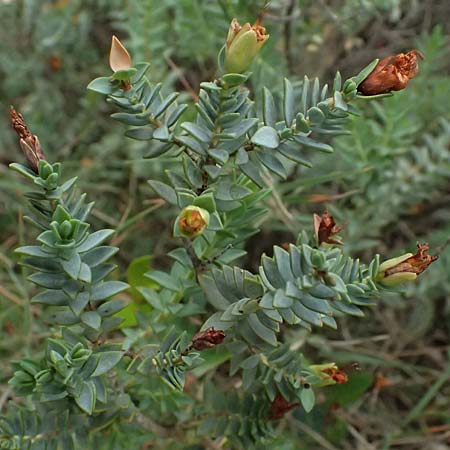 Hypericum aegypticum subsp. webbii \ &Auml;gyptisches Johanniskraut / Egyptian St. John's-Wort, Kefalonia/Cephalonia Argostoli 19.4.2024