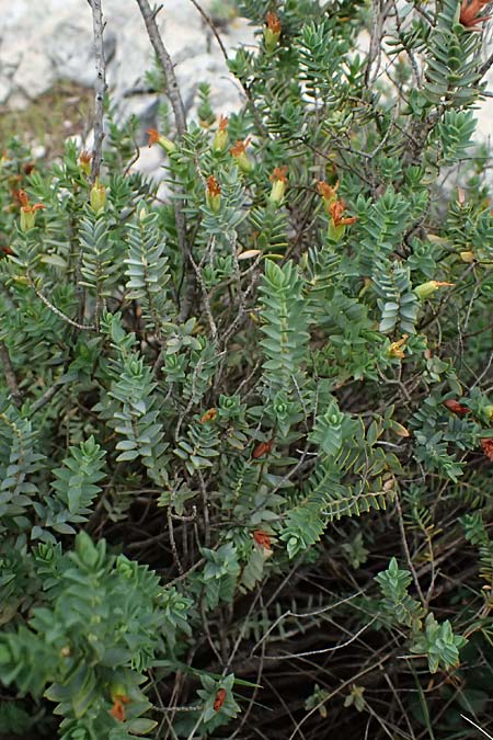 Hypericum aegypticum subsp. webbii \ &Auml;gyptisches Johanniskraut / Egyptian St. John's-Wort, Kefalonia/Cephalonia Argostoli 19.4.2024