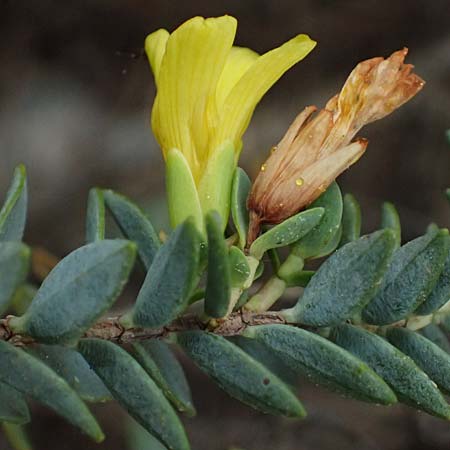 Hypericum aegypticum subsp. webbii \ &Auml;gyptisches Johanniskraut / Egyptian St. John's-Wort, Kefalonia/Cephalonia Argostoli 19.4.2024