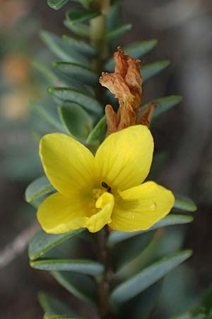 Hypericum aegypticum subsp. webbii \ &Auml;gyptisches Johanniskraut / Egyptian St. John's-Wort, Kefalonia/Cephalonia Argostoli 19.4.2024