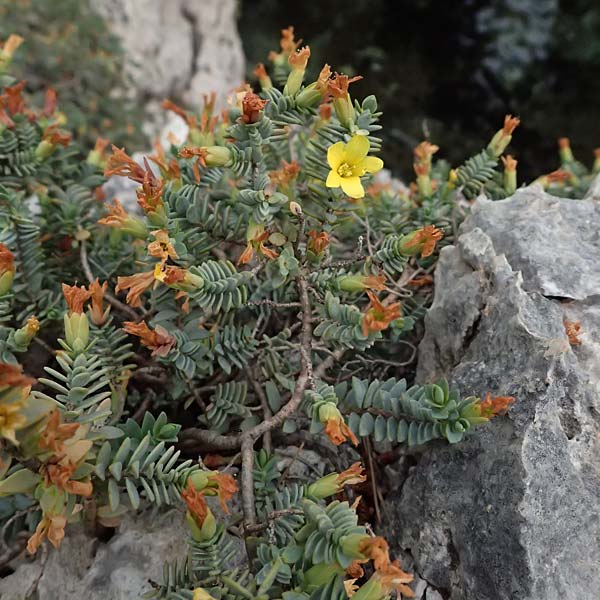 Hypericum aegypticum subsp. webbii \ &Auml;gyptisches Johanniskraut / Egyptian St. John's-Wort, Kefalonia/Cephalonia Argostoli 19.4.2024