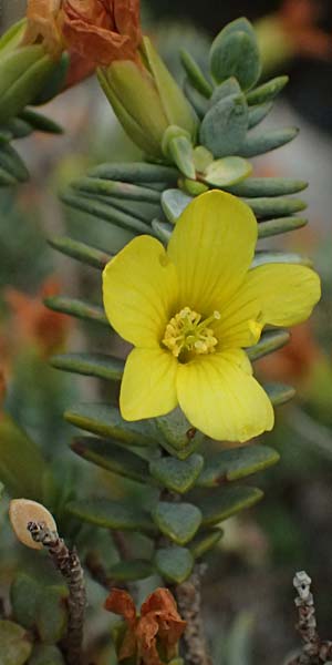Hypericum aegypticum subsp. webbii \ &Auml;gyptisches Johanniskraut / Egyptian St. John's-Wort, Kefalonia/Cephalonia Argostoli 19.4.2024