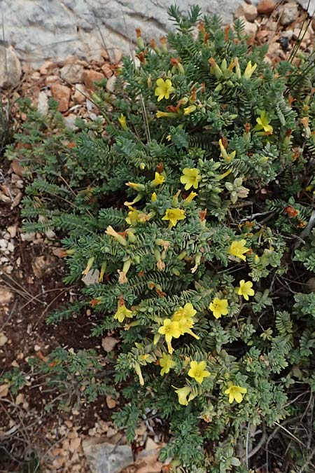 Hypericum aegypticum subsp. webbii \ &Auml;gyptisches Johanniskraut / Egyptian St. John's-Wort, Kefalonia/Cephalonia Argostoli 19.4.2024