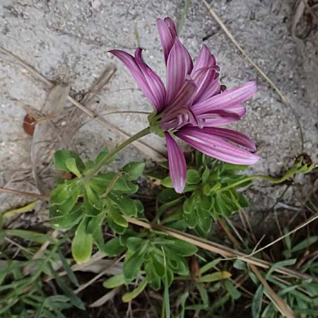Dimorphotheca ecklonis \ Kap-Krbchen, Bornholm-Margerite, Kefalonia Paralia Thomas 21.4.2024