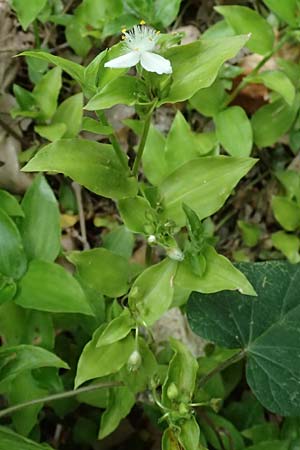 Tradescantia fluminensis \ Rio-Dreimasterblume / Small-Leaf Spiderwort, Kefalonia/Cephalonia Paralia Trapezaki 21.4.2024