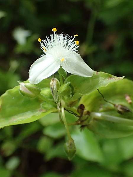 Tradescantia fluminensis \ Rio-Dreimasterblume / Small-Leaf Spiderwort, Kefalonia/Cephalonia Paralia Trapezaki 21.4.2024