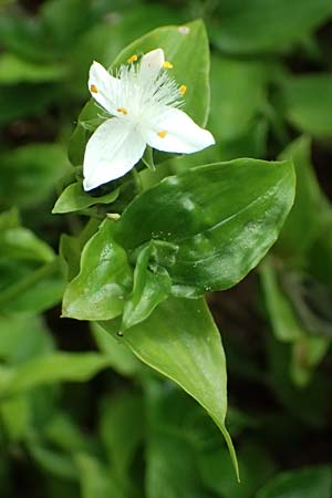 Tradescantia fluminensis \ Rio-Dreimasterblume / Small-Leaf Spiderwort, Kefalonia/Cephalonia Paralia Trapezaki 21.4.2024