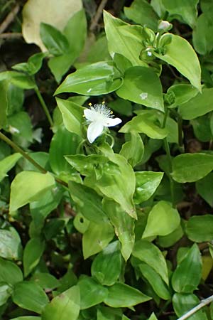 Tradescantia fluminensis \ Rio-Dreimasterblume / Small-Leaf Spiderwort, Kefalonia/Cephalonia Paralia Trapezaki 21.4.2024