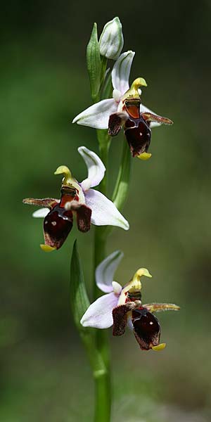 Ophrys cephaloniensis \ Kefalonia-Ragwurz / Cephalonia Bee Orchid, Kefalonia/Cephalonia,  Norden/North 16.4.2017 (Photo: Helmut Presser)
