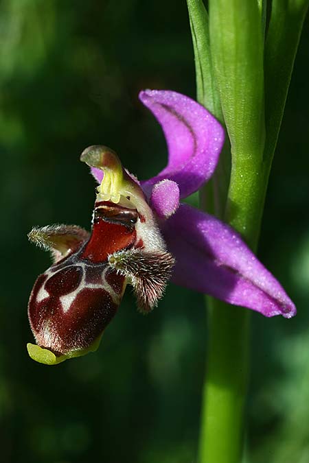 Ophrys cephaloniensis \ Kefalonia-Ragwurz / Cephalonia Bee Orchid, Kefalonia/Cephalonia,  Ainos 18.4.2017 (Photo: Helmut Presser)