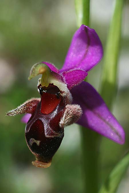 Ophrys cephaloniensis \ Kefalonia-Ragwurz / Cephalonia Bee Orchid, Kefalonia/Cephalonia,  Ainos 18.4.2017 (Photo: Helmut Presser)