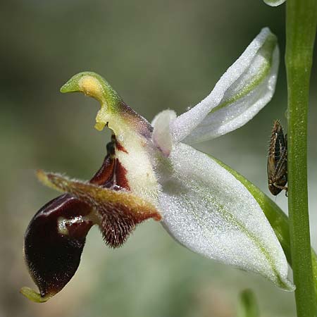 Ophrys cephaloniensis \ Kefalonia-Ragwurz / Cephalonia Bee Orchid, Kefalonia/Cephalonia,  Ainos 18.4.2017 (Photo: Helmut Presser)