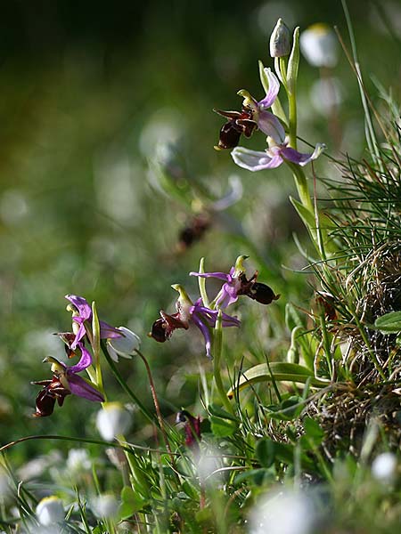 Ophrys cephaloniensis \ Kefalonia-Ragwurz / Cephalonia Bee Orchid, Kefalonia/Cephalonia,  Ainos 18.4.2017 (Photo: Helmut Presser)