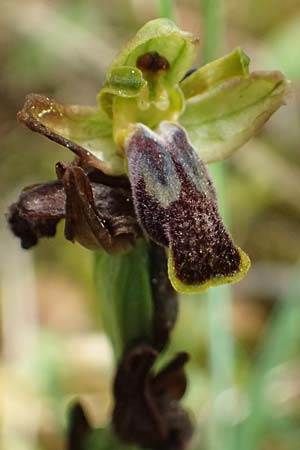 Ophrys leucadica \ Lefkada-Ragwurz, Kefalonia,  Road 50 n Fragkata 18.4.2024 