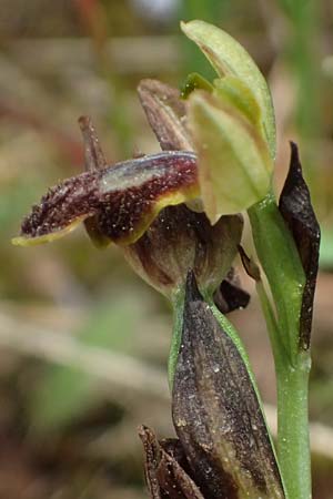 Ophrys leucadica \ Lefkada-Ragwurz, Kefalonia,  Road 50 n Fragkata 18.4.2024 