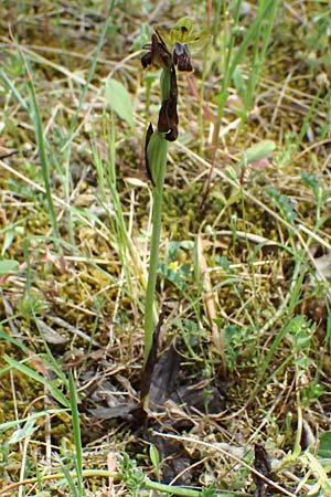 Ophrys leucadica \ Lefkada-Ragwurz, Kefalonia,  Road 50 n Fragkata 18.4.2024 