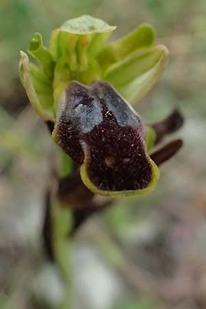 Ophrys leucadica \ Lefkada-Ragwurz, Kefalonia,  Road 50 n Fragkata 18.4.2024 