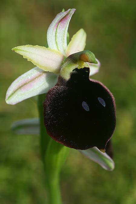 Ophrys mavromata \ Schwarzäugige Ragwurz / Black-Eyes Orchid, Kefalonia/Cephalonia,  Nordosten/Northeast 16.4.2017 (Photo: Helmut Presser)