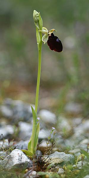 Ophrys mavromata \ Schwarzäugige Ragwurz / Black-Eyes Orchid, Kefalonia/Cephalonia,  Norden/North 16.4.2017 (Photo: Helmut Presser)