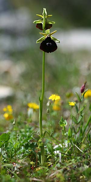 Ophrys mavromata \ Schwarzäugige Ragwurz / Black-Eyes Orchid, Kefalonia/Cephalonia,  Norden/North 16.4.2017 (Photo: Helmut Presser)