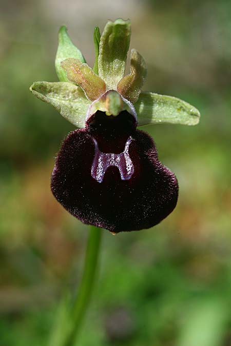 Ophrys mavromata \ Schwarzäugige Ragwurz / Black-Eyes Orchid, Kefalonia/Cephalonia,  Nordosten/Northeast 16.4.2017 (Photo: Helmut Presser)