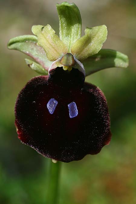 Ophrys mavromata \ Schwarzäugige Ragwurz / Black-Eyes Orchid, Kefalonia/Cephalonia,  Nordosten/Northeast 16.4.2017 (Photo: Helmut Presser)