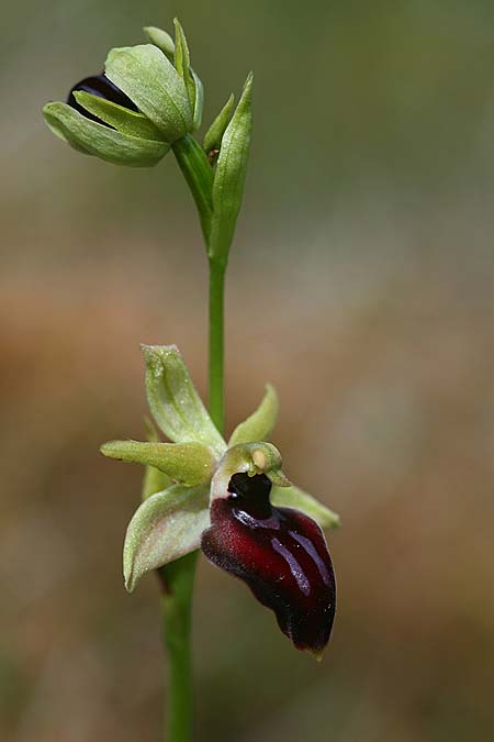 Ophrys mavrochila / Black-Lipped Spider Orchid (Locus classicus), Cephalonia,  Kap Mounda 19.4.2017 (Photo: Helmut Presser)