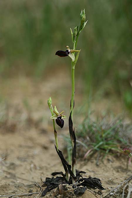 Ophrys mavrochila / Black-Lipped Spider Orchid (Locus classicus), Cephalonia,  Kap Mounda 19.4.2017 (Photo: Helmut Presser)