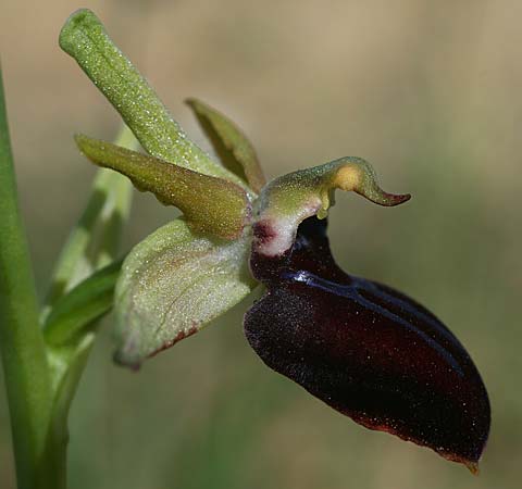 Ophrys mavrochila / Black-Lipped Spider Orchid (Locus classicus), Cephalonia,  Kap Mounda 19.4.2017 (Photo: Helmut Presser)