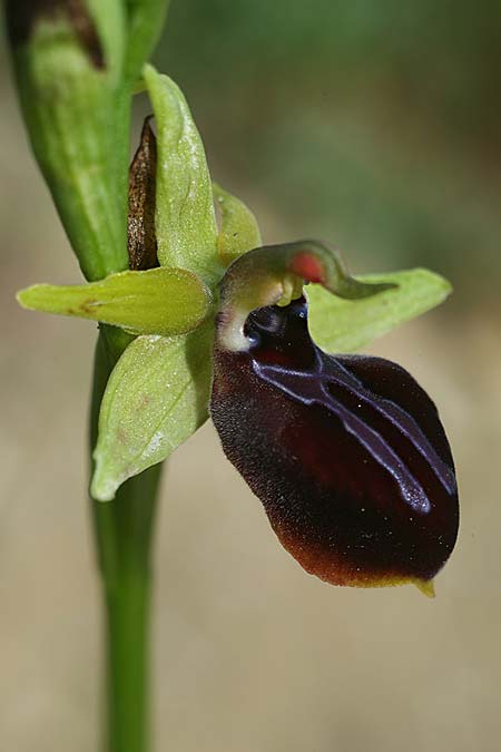 Ophrys mavrochila / Black-Lipped Spider Orchid (Locus classicus), Cephalonia,  Kap Mounda 19.4.2017 (Photo: Helmut Presser)