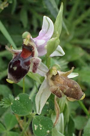 Ophrys cephaloniensis \ Kefalonia-Ragwurz / Cephalonia Bee Orchid, Kefalonia/Cephalonia,  Ainos 18.4.2024 