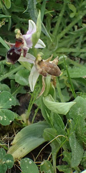 Ophrys cephaloniensis \ Kefalonia-Ragwurz / Cephalonia Bee Orchid, Kefalonia/Cephalonia,  Ainos 18.4.2024 