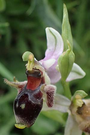 Ophrys cephaloniensis \ Kefalonia-Ragwurz / Cephalonia Bee Orchid, Kefalonia/Cephalonia,  Ainos 18.4.2024 
