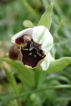 Ophrys cephaloniensis \ Kefalonia-Ragwurz / Cephalonia Bee Orchid (aufblühend / starting to bloom), Kefalonia/Cephalonia,  Ainos 18.4.2024 
