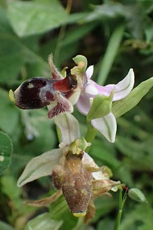 Ophrys cephaloniensis \ Kefalonia-Ragwurz / Cephalonia Bee Orchid, Kefalonia/Cephalonia,  Ainos 18.4.2024 