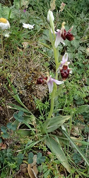Ophrys cephaloniensis \ Kefalonia-Ragwurz / Cephalonia Bee Orchid, Kefalonia/Cephalonia,  Ainos 18.4.2024 