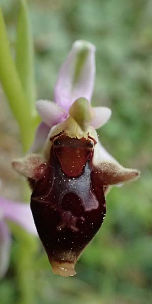 Ophrys cephaloniensis \ Kefalonia-Ragwurz / Cephalonia Bee Orchid, Kefalonia/Cephalonia,  Ainos 18.4.2024 
