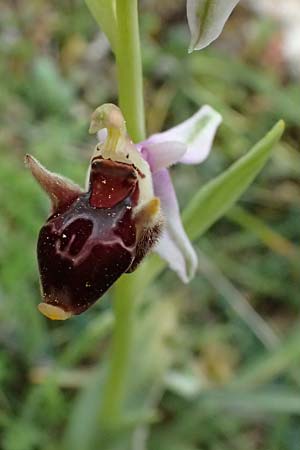 Ophrys cephaloniensis \ Kefalonia-Ragwurz / Cephalonia Bee Orchid, Kefalonia/Cephalonia,  Ainos 18.4.2024 
