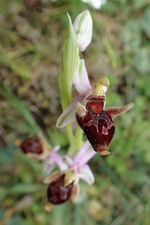 Ophrys cephaloniensis \ Kefalonia-Ragwurz / Cephalonia Bee Orchid, Kefalonia/Cephalonia,  Ainos 18.4.2024 