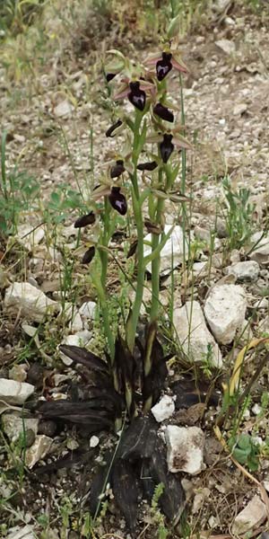 Ophrys ferrum-equinum var. gottfriediana \ Gottfried Kellers Ragwurz, Kefalonia,  Komitata 16.4.2024 
