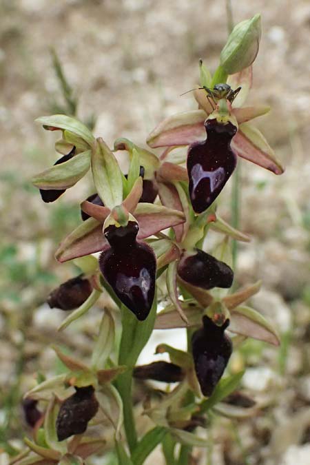 Ophrys ferrum-equinum var. gottfriediana \ Gottfried Kellers Ragwurz, Kefalonia,  Komitata 16.4.2024 