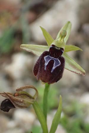 Ophrys ferrum-equinum var. gottfriediana \ Gottfried Kellers Ragwurz, Kefalonia,  Komitata 16.4.2024 