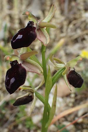 Ophrys ferrum-equinum var. gottfriediana \ Gottfried Kellers Ragwurz, Kefalonia,  Komitata 16.4.2024 